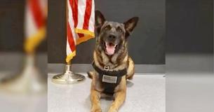 Heroic K-9 Tracks Down Missing 3-Year-Old In 10 Minutes