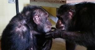 Une chimpanzé solitaire sauvée d'une cage solitaire d'un zoo rencontre pour la première fois un autre chimpanzé depuis des années