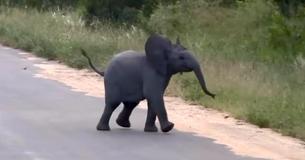 Une femme filme un bébé éléphant chassant des hirondelles dans le parc national Kruger, en Afrique du Sud