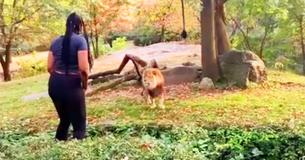 Eine Frau klettert in ein Löwengehege eines Zoos in der Bronx und scheint die Tiere zu provozieren