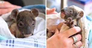 Orphaned Baby Koala Is Fitted With A Tiny Arm-Cast After She Fell From A Tree