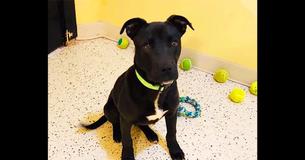 Un cachorro se despierta después de recibir una inyección de eutanasia y tiene una segunda oportunidad en la vida