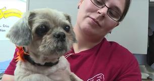 Ein Hund wird zu neuem Leben erweckt, nachdem ihm 4kg verfilztes Fell entfernt werden