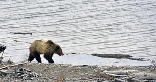 Un fotografo riprende un enorme orso seduto tranquillamente dietro a  due pescatori
