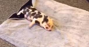 Une bébé truie qui a été de sauvée ne peut pas arrêter de courir en rond jusqu'à ce qu'elle découvre sa nouvelle couverture