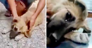 Esta perrita callejera derramó lágrimas de alivio cuando la rescataron