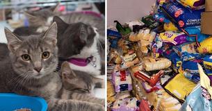 For One Month Indiana Police Department Allowed Parking Fines To Be Paid In Donations To A Cat Shelter