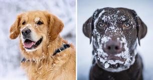Amendment Penalizes Owners Who Leave Their Dogs Tied Up Outside In Rough Weather Conditions