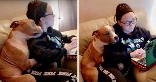 Une femme adopte un Pitbull solitaire dans un refuge, et il montre sa gratitude en 
lui faisant constamment des câlins