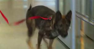 Un chien court vers un soldat à l'aéroport, faisant pleurer les passants autour d'eux