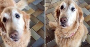 Hond "reageert" vol geluk nadat ze hoort dat ze kanker vrij is