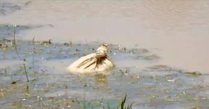 Des kayakistes secourent des chiots trouvés dans un sac flottant le long de la rivière