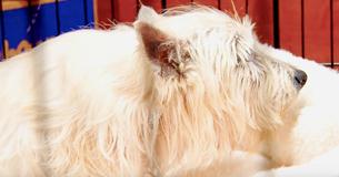 Une chienne âgée se détend enfin dans un lit, après avoir passé 11 ans dans un élevage