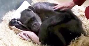 Un homme rend visite à un chimpanzé mourant dont il s'occupait