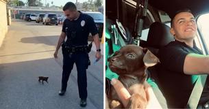 Un tout petit chiot rejoint l'unité des chiens policiers après que deux officiers l'aient sauvé pendant une patrouille