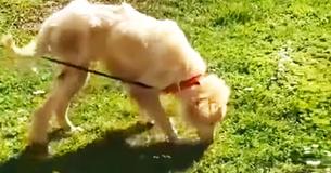 Un chien souffrait pendant des jours mais personne n'osait l'aider jusqu'à ce qu'il soit enfin sauvé