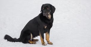 Laisser des chiens à l'extérieur par temps froid pourrait maintenant entraîner des peines de prison pour les propriétaires d'animaux de compagnie