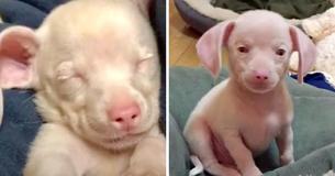Rosafarbener Dackelwelpe aus Tierheim namens Piglet ist blind und taub