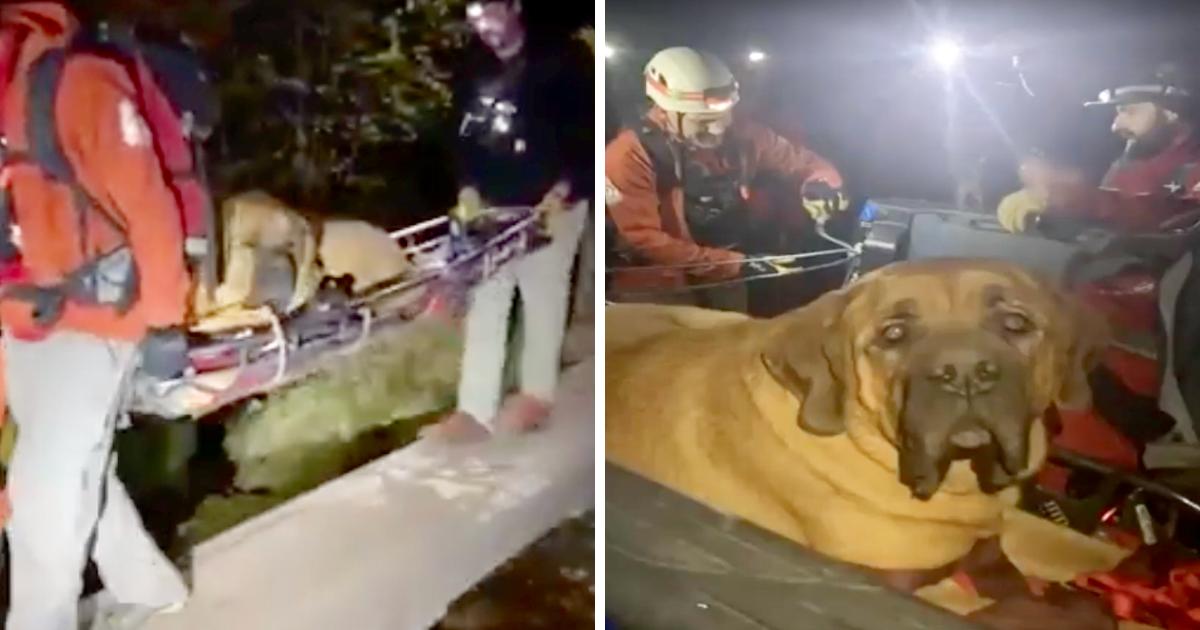 Massive Dog Has To Be Rescued From Mountain After Getting Too Exhausted ...