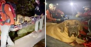 Massive Dog Has To Be Rescued From Mountain After Getting Too Exhausted To Walk Down