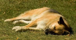 Después de que un perro sano murió durante una rutina de caminata, el propietario comenzó a alertar a los demás