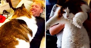 Ce Main Coon pesant plus de 13 kg pourrait être le plus grand félin de New York