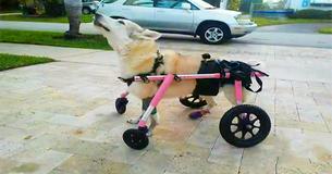 La chienne handicapée d'une femme qui avait été volée avec sa voiture a été retrouvée morte