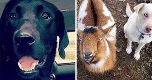 Le chien d'une famille disparaît mais finit par revenir avec un autre chien et une chèvre