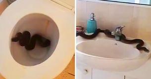 Vrouw vindt 2 dagen achter elkaar een stel giftige pythons in haar toilet 