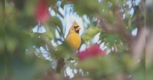 Woman Takes Photo Of Extremely Rare Yellow Cardinal