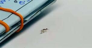 Deze mier werd betrapt bij een poging om een diamant te 'stelen' uit een juwelierszaak in New York