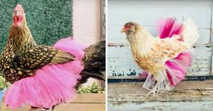 Dressing Chickens In Tutus Is A New Fashion Trend For Pet Owners