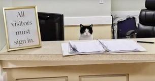 Stray Cat Sneaks Into Nursing Home – Instead Of Throwing Her Out The Staff Gives Her A Job