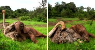 Ostrich Snuggles Orphaned Baby Elephants To Make Them Feel Less Alone After Losing Their Mothers