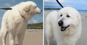 Australian Sheepdog Enters Retirement After Guarding Penguins For Eight Years On Middle Island