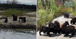 Man Discovered 7 Starving Puppies Trapped On An Island After Hearing Their Cries Across The Lake
