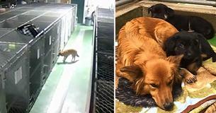 Hund bricht aus seinem Zwinger aus, um winselnde Welpen zu trösten