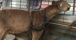 Un lion de montagne relâché dans la forêt après 20 ans d'enchaînement dans un cirque péruvien itinérant