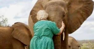 Orphelins en conséquence du commerce d'ivoire, ces éléphants font la queue pour embrasser une femme qui les a élevés