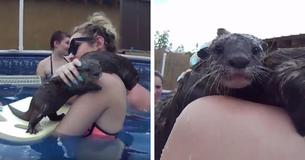 Animal Preserve Lets Guests Swim With Adorable Little Otters