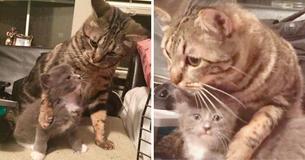 Cat ‘Adopts’ Orphaned Kitten And Teaches Him How To Snuggle
