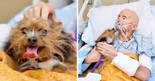 Dying Veteran's Final Request To Be Reunited With Dog Is Granted In Emotional Reunion