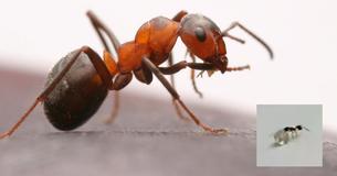 Ant Filmed On Camera Walking Away With A Diamond Inside A Jewelry Shop