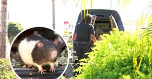 San Diego Woman Discovered Living In Van With Hundreds Of Pet Rats