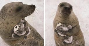 Seal Loves To Cuddle His Stuffed Toy That Looks Just Like His Twin