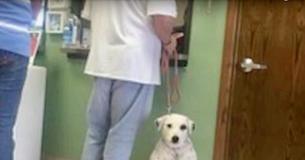 L'homme renvoie son chien à l'abri parce qu'il veut toujours être à ses côtés