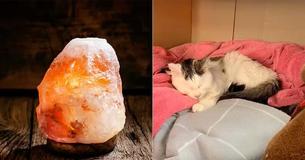 Dierenarts geeft dringende waarschuwing aan diereneigenaren nadat Himalaya zoutlamp 'bijna kitten doodt'