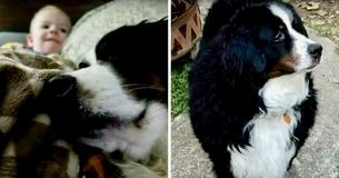 A Family Is Frantically Searching For Their Autistic Son's Service Dog