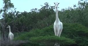 Les écologistes obtiennent les premières images des girafes blanches très rares