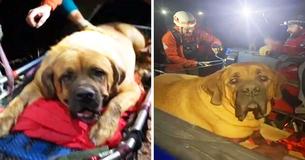 190-Pound Mastiff Decided He Was Too Tired To Hike Back So Rescue Team Carried Him Down Mountain